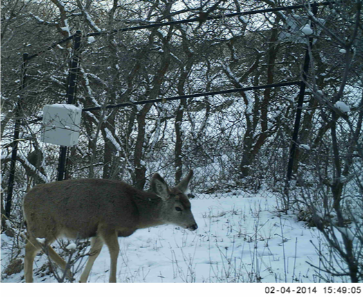 mule deer near canyon road fence